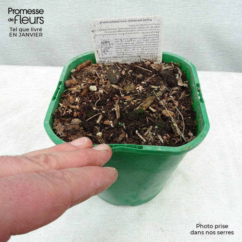 Dioscorea batatas - Igname cinese Vaso da 2L/3L esemplare consegnato in inverno