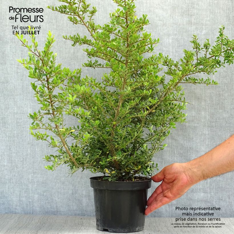 Esemplare di Ilex crenata Stokes - Agrifoglio giapponese Vaso da 2L/3L consegnato in estate