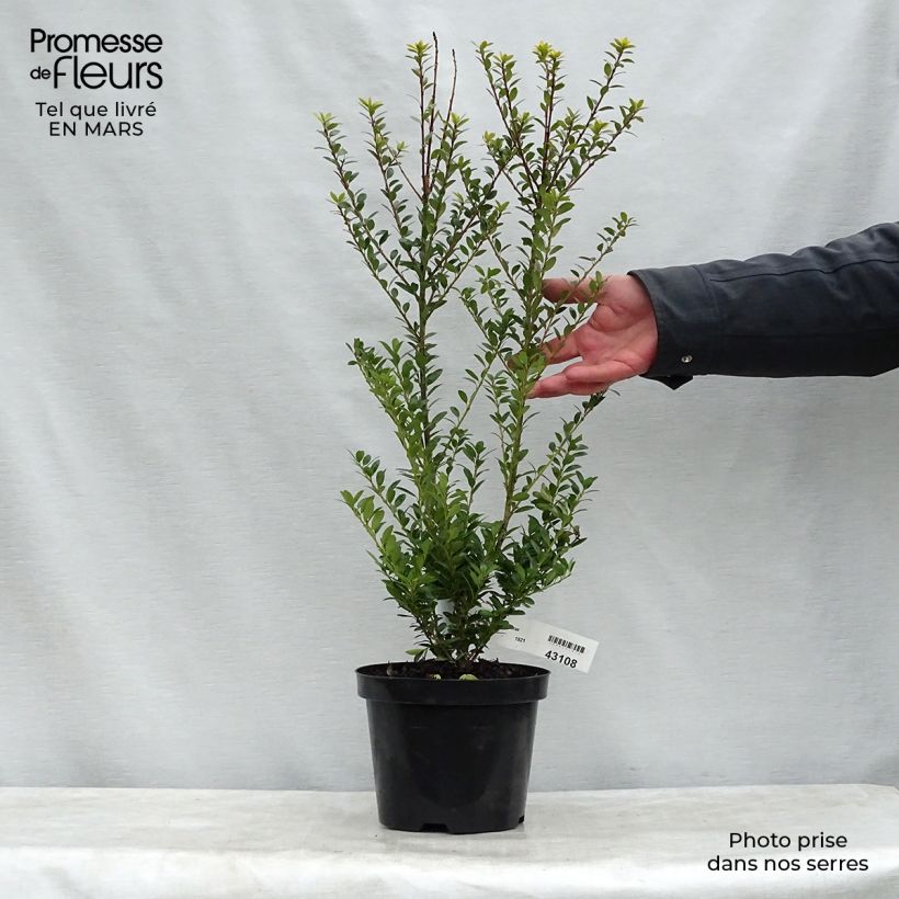 Ilex maximowicziana Kanehirae - Agrifoglio Vaso da 3L/4L esemplare consegnato in primavera