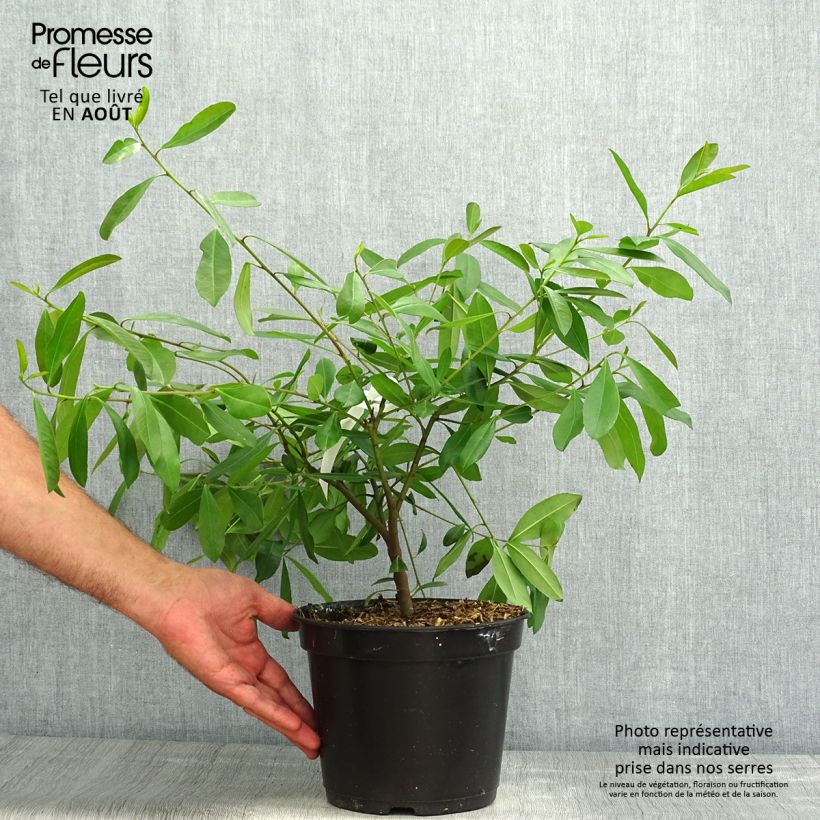 Esemplare di Ilex paraguariensis - Mate Vaso da 3L/4L consegnato in estate