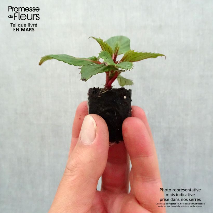 Impatiens Sunpatiens Compact Hot Coral - Fiore di vetro mini zolla... esemplare consegnato in primavera