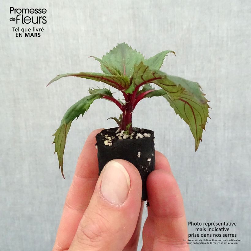 Impatiens SunPatiens Compact Purple - Fiore di vetro mini zolla... esemplare consegnato in primavera