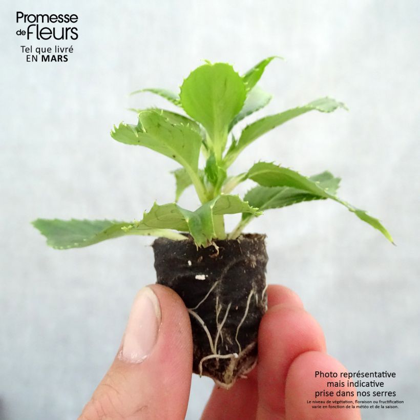 Impatiens SunPatiens Vigorous Clear White - Fiore di vetro mini zolla... esemplare consegnato in primavera