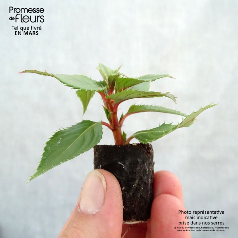 Impatiens SunPatiens Vigorous Pink Pearl - Fiore di vetro mini zolla... esemplare consegnato in primavera