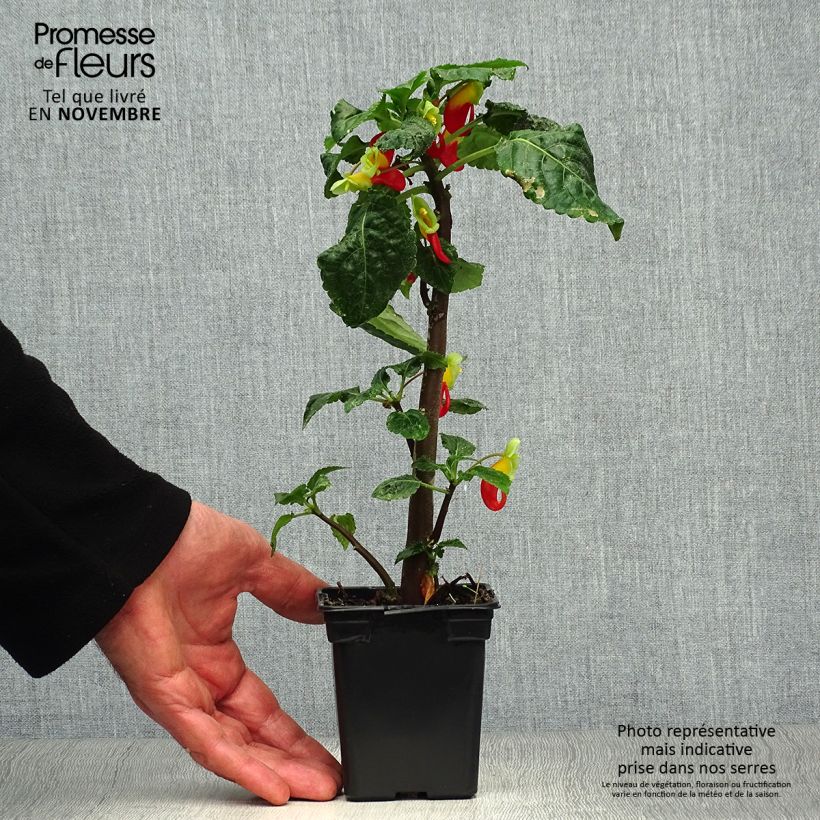 Esemplare di Impatiens niamniamensis Vasetto da 7/8 cm come consegnato in autunno