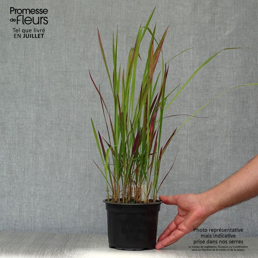 Esemplare di Imperata cylindrica Red Baron Vaso da 2L/3L consegnato in estate