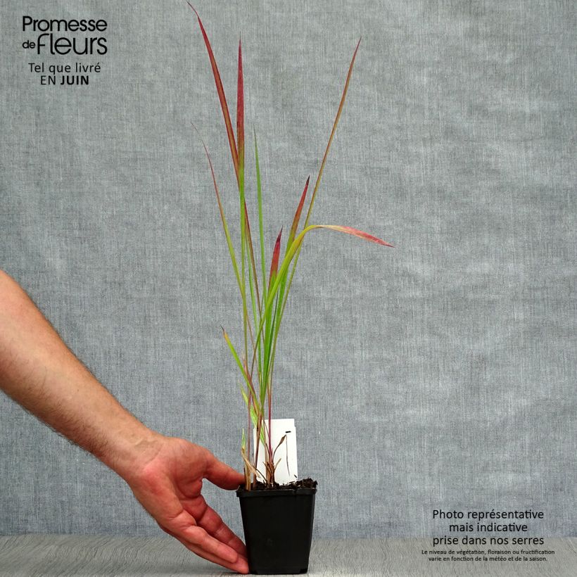 Esemplare di Imperata cylindrica Red Baron Vasetto da 8/9 cm consegnato in estate