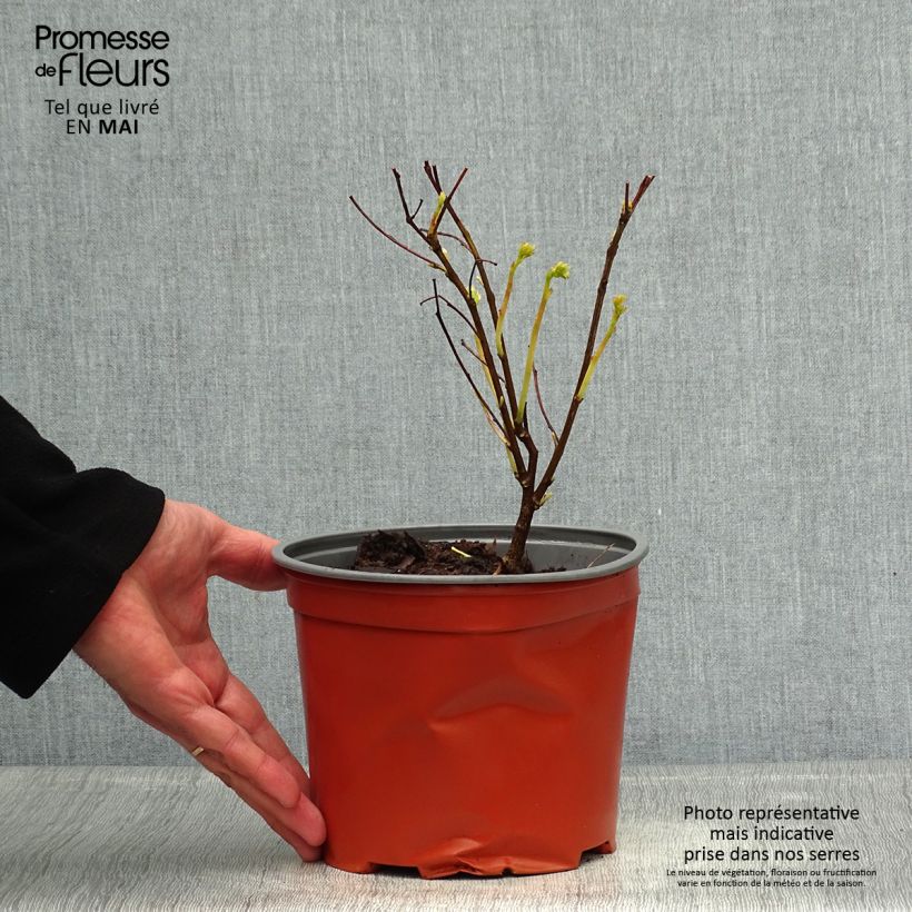 Indigofera kirilowii - Indigotier de Kirilov Vaso da 2L/3L esemplare consegnato in primavera