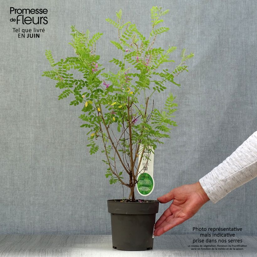 Esemplare di Indigofera heterantha - Indaco da giardino Vaso da 2L/3L consegnato in estate