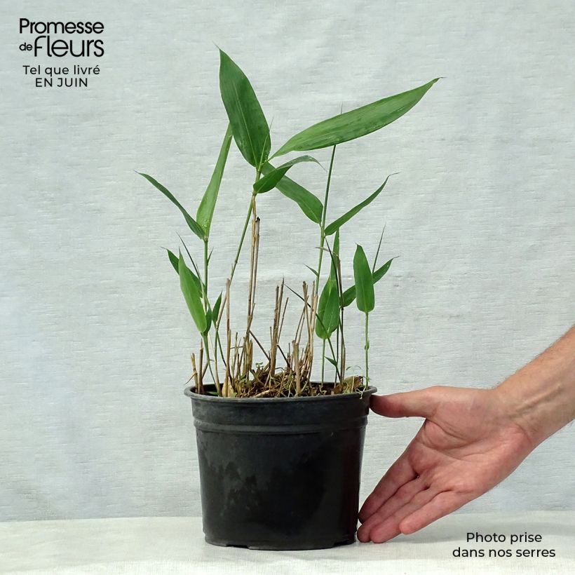 Esemplare di Indocalamus latifolius - Bambù Vaso da 2L/3L consegnato in estate