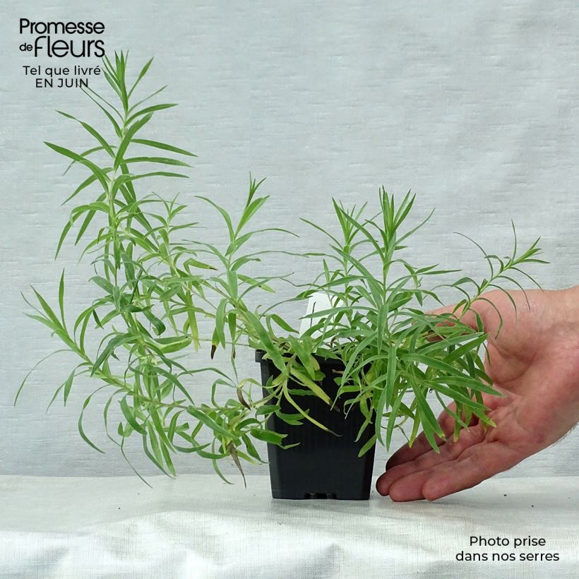 Esemplare di Inula ensifolia - Enula assottigliata Vasetto da 8/9 cm consegnato in estate