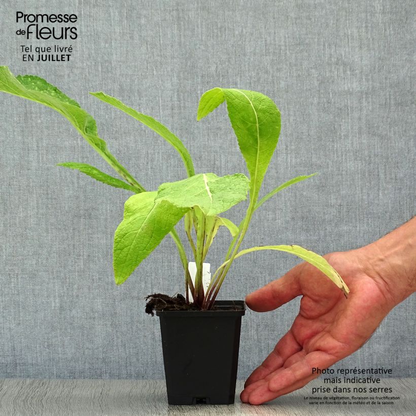 Esemplare di Inula helenium - Enula campana Vasetto da 8/9 cm consegnato in estate