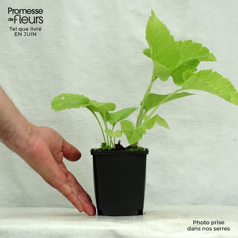 Esemplare di Inula magnifica - Enula Vasetto da 8/9 cm consegnato in estate