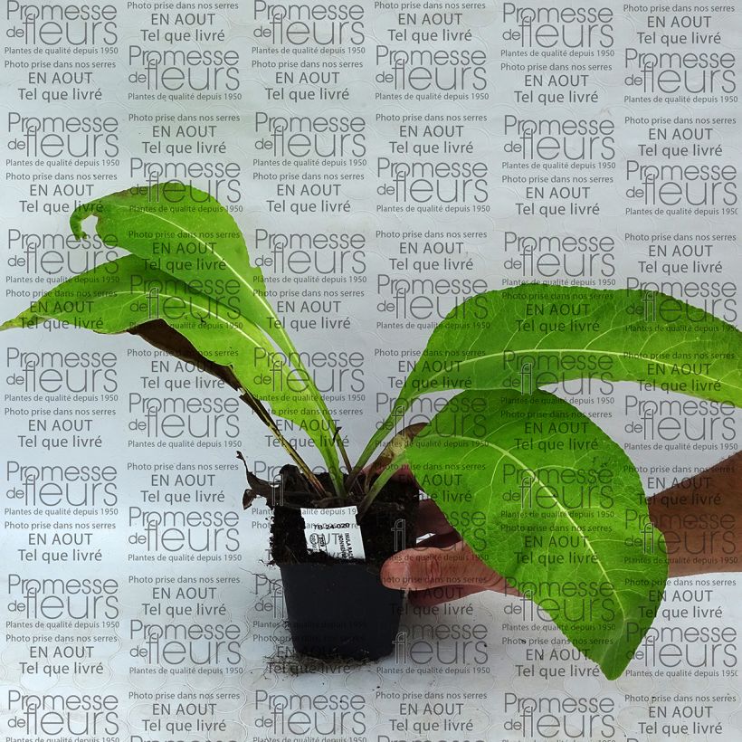 Esempio di esemplare Inula racemosa Sonnenspeer - Enula Vasetto da 8/9 cm come consegnato