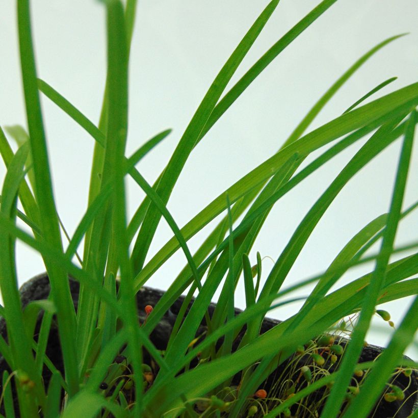 Ipheion uniflorum (Fogliame)