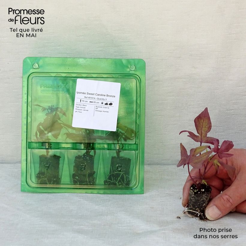 Ipomoea batatas Bronze - Patata dolce mini zolla... esemplare consegnato in primavera