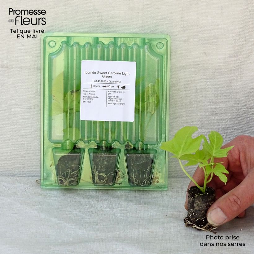 Ipomoea batatas Sweet Caroline Light Green - Patata dolce mini zolla... esemplare consegnato in primavera