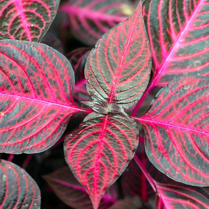Iresine herbstii Bloodleaf (Fogliame)