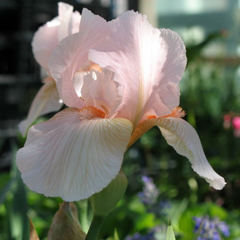 Iris barbata-Media Edward of Windsor - Giaggiolo (Fioritura)
