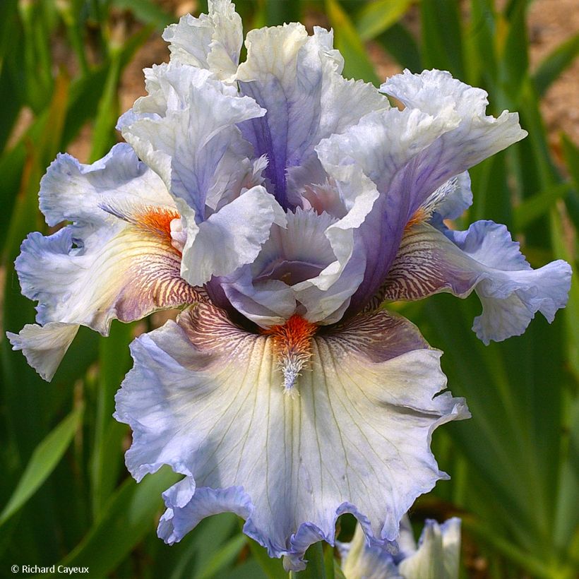 Iris germanica Buvard - Giaggiolo paonazzo (Fioritura)