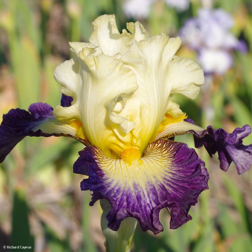 Iris germanica Italiques - Giaggiolo paonazzo (Fioritura)