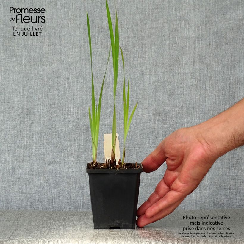 Esemplare di Iris sibirica Harpswell Happiness - Giaggiolo siberiano Vasetto da 8/9 cm consegnato in estate