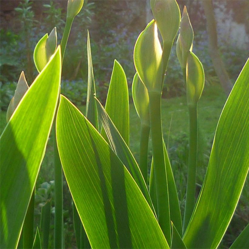 Iris barbata-Media Maui Moonlight - Giaggiolo (Fogliame)