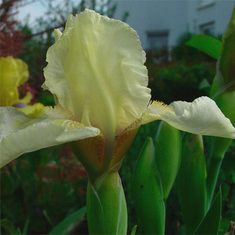 Iris barbata-Media Maui Moonlight - Giaggiolo (Fioritura)