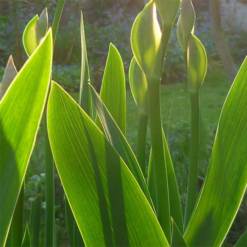 Iris germanica Superstition - Giaggiolo paonazzo (Fogliame)