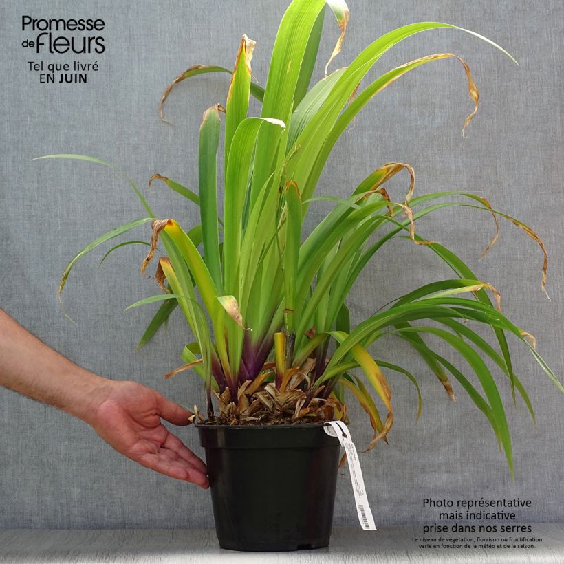 Esemplare di Iris confusa Martyn Rix - Giaggiolo Vaso da 3L/4L consegnato in estate