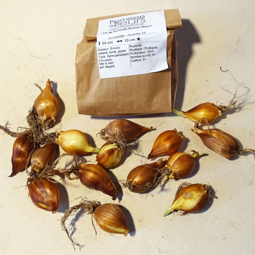 Esempio di esemplare Iris hollandica Bronze Queen - Iris olandesi Bulbo taglia 8+ come consegnato