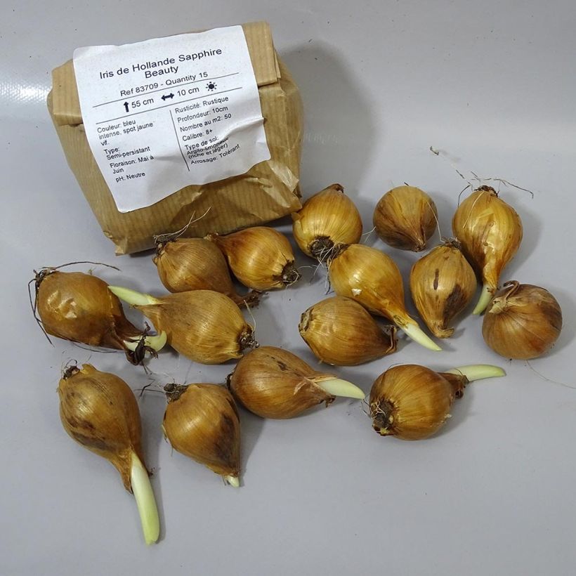Esempio di esemplare Iris hollandica Sapphire Beauty - Iris olandesi Bulbo taglia 8+ come consegnato