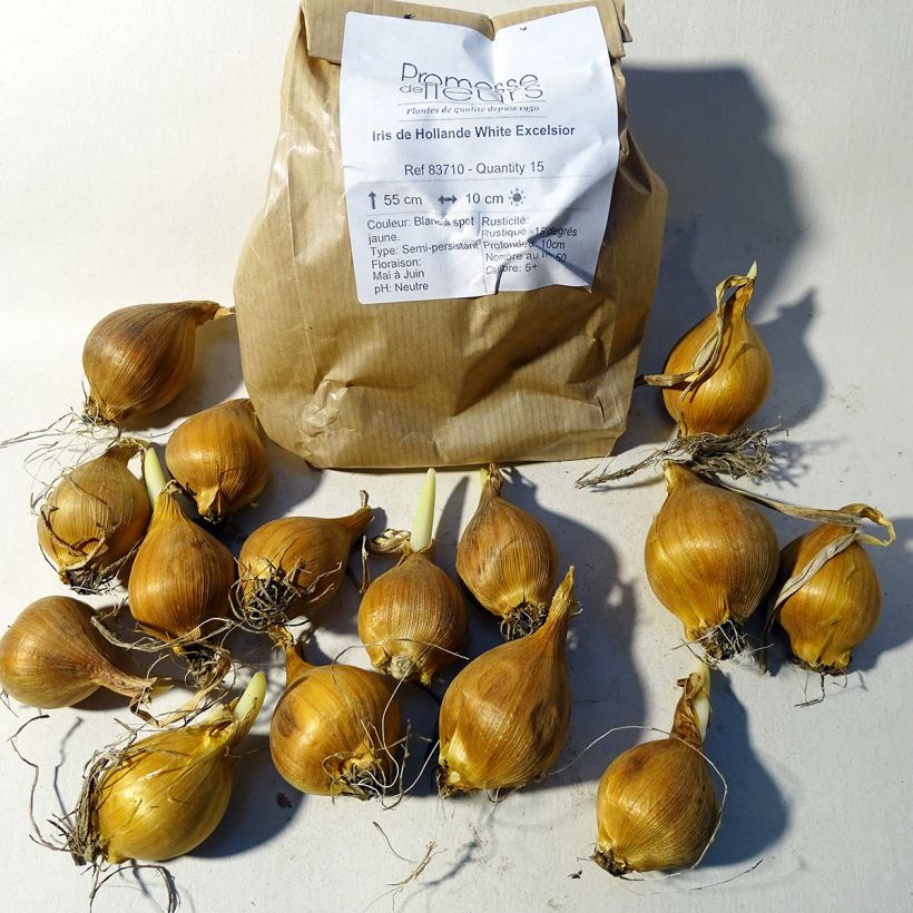 Esempio di esemplare Iris hollandica White Excelsior - Iris olandesi Bulbo taglia 8+ come consegnato