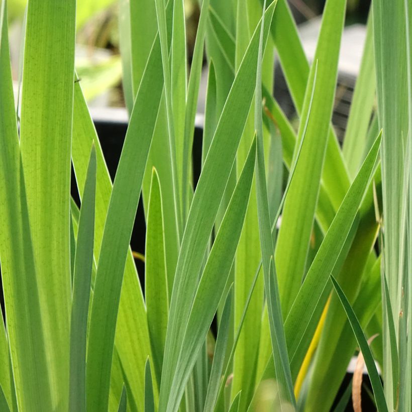 Iris sibirica Blue Moon - Giaggiolo siberiano (Fogliame)