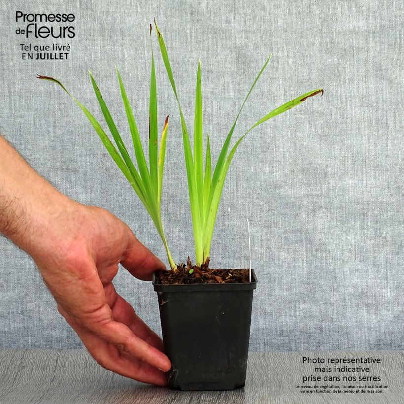 Esemplare di Iris sibirica Caesar's Brother - Giaggiolo siberiano Vasetto da 8/9 cm consegnato in estate