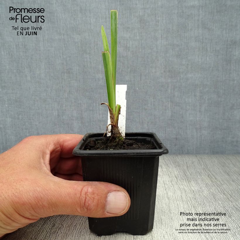 Esemplare di Iris pseudacorus Variegata - Giaggiolo acquatico Vasetto da 8/9 cm consegnato in estate