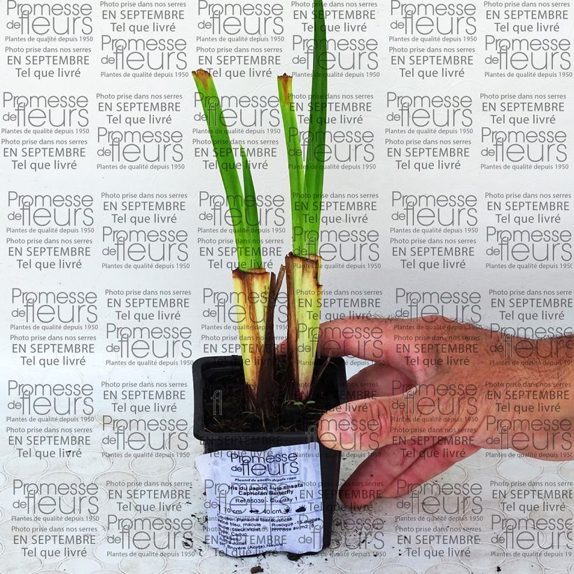 Esempio di esemplare Iris ensata Caprician Butterfly - Iris giapponese Vasetto da 8/9 cm come consegnato