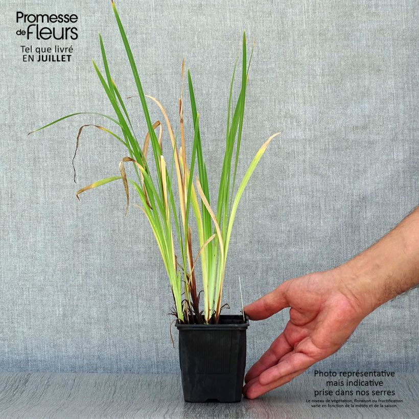 Esemplare di Iris ensata Dainagon - Iris giapponese Vasetto da 8/9 cm consegnato in estate