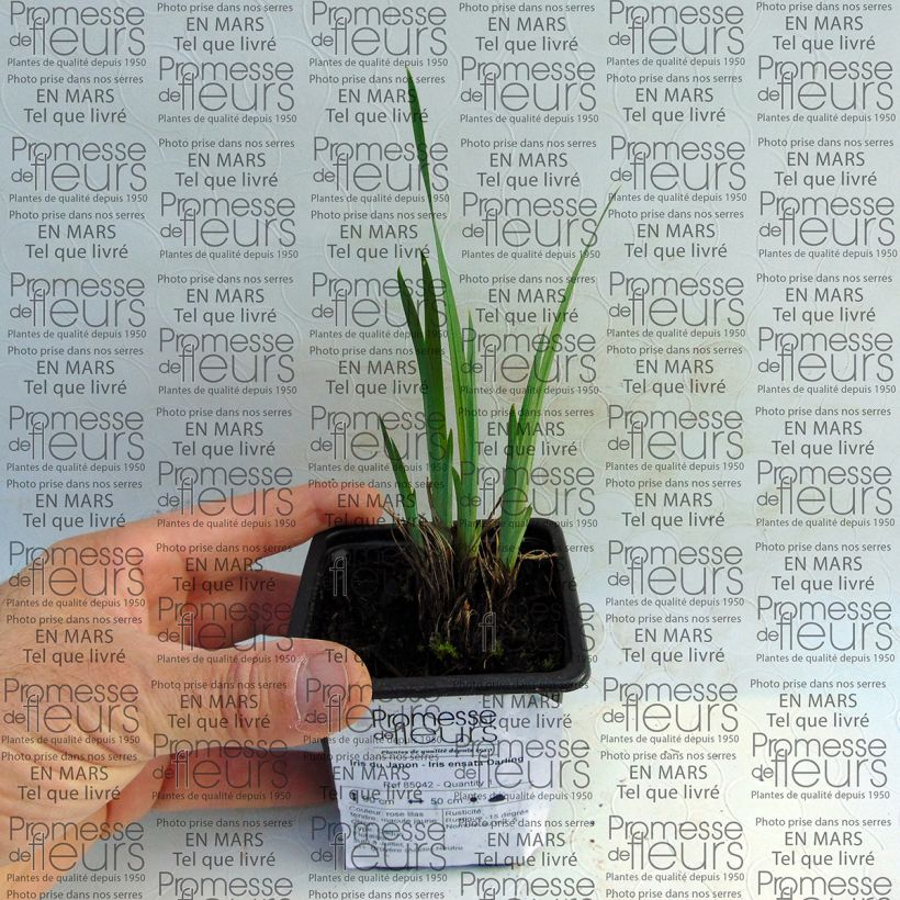 Esempio di esemplare Iris ensata Darling - Iris giapponese Vasetto da 8/9 cm come consegnato