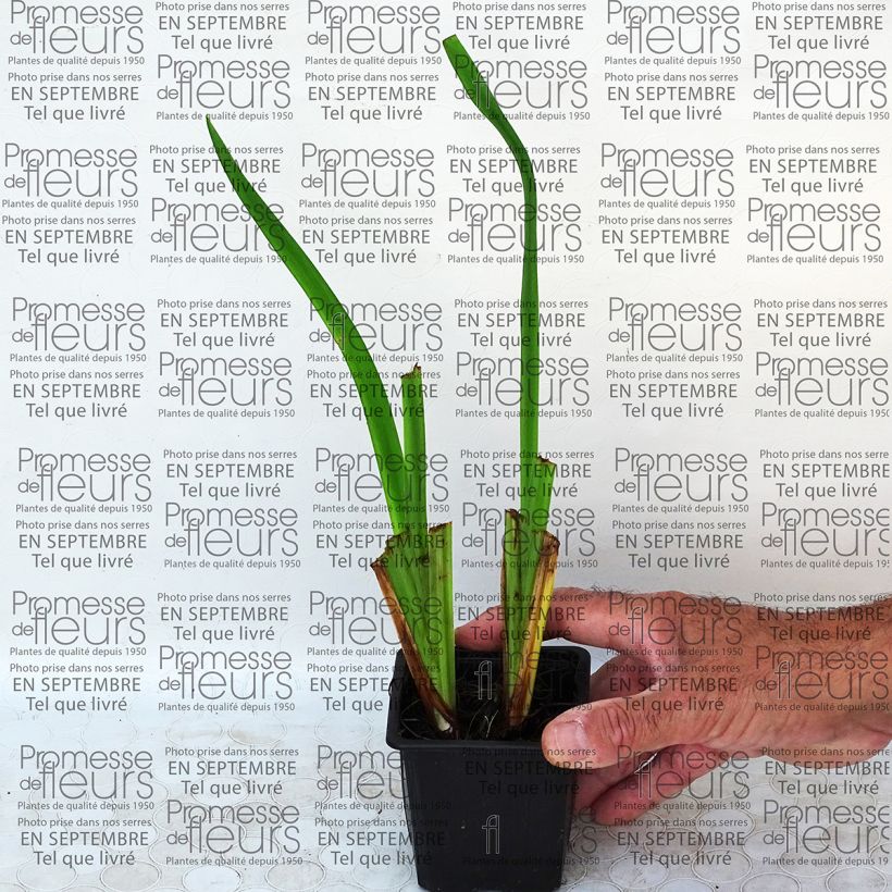 Esempio di esemplare Iris ensata Geisha-Hiskiki - Iris giapponese Vasetto da 8/9 cm come consegnato