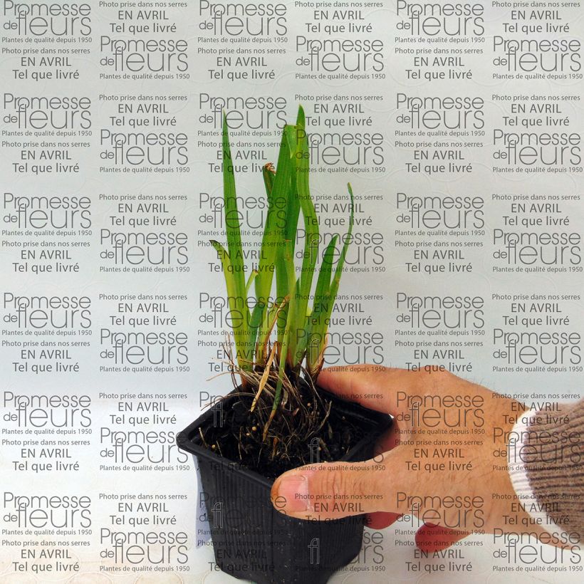 Esempio di esemplare Iris ensata Iedo Mishiski - Iris giapponese Vasetto da 8/9 cm come consegnato