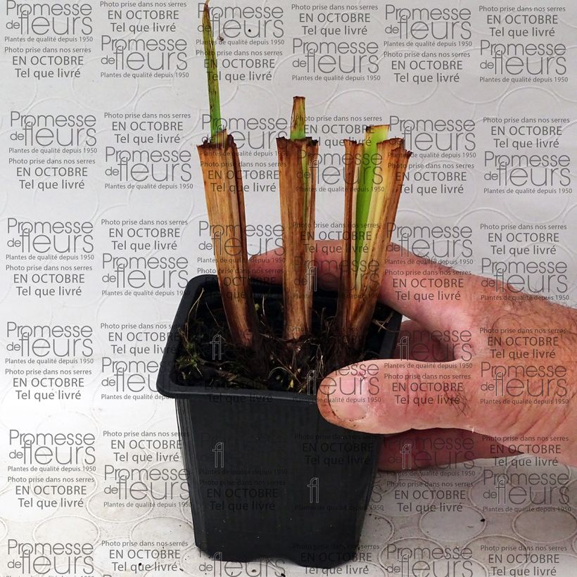 Esempio di esemplare Iris ensata Illumination - Iris giapponese Vasetto da 8/9 cm come consegnato