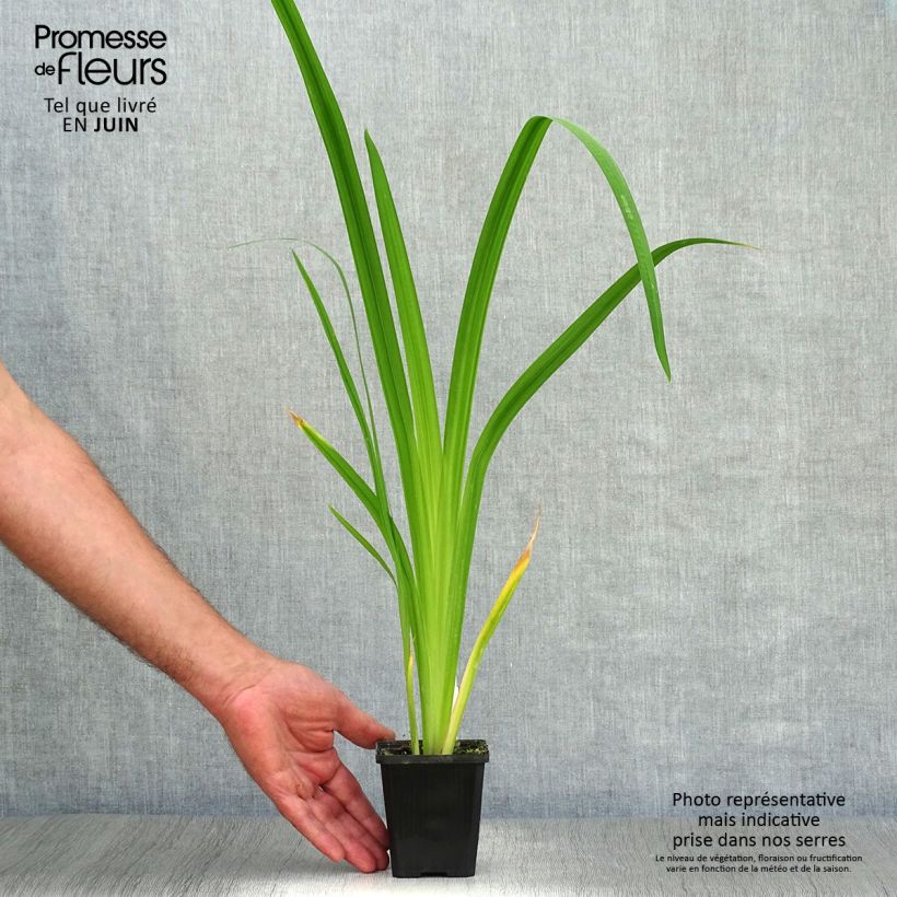 Esemplare di Iris ensata Météor - Iris giapponese Vasetto da 8/9 cm consegnato in estate