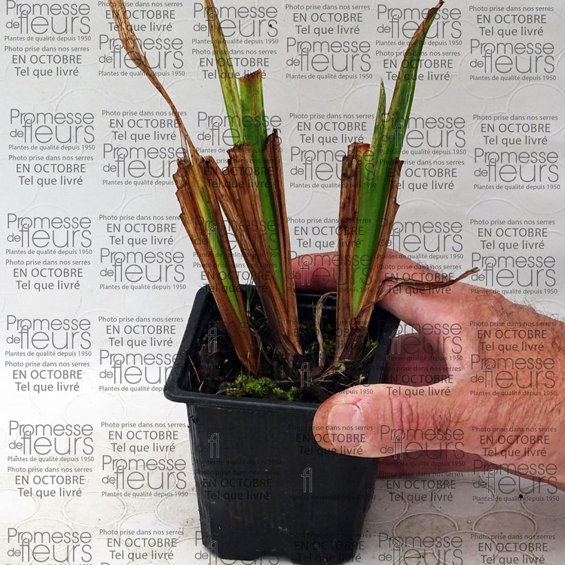 Esempio di esemplare Iris ensata Mme Bigot - Iris giapponese Vasetto da 8/9 cm come consegnato