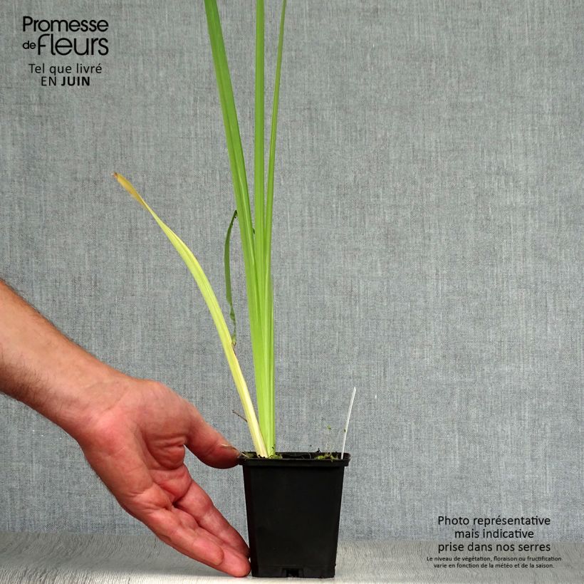 Esemplare di Iris ensata Variegata - Iris giapponese Vasetto da 8/9 cm consegnato in estate
