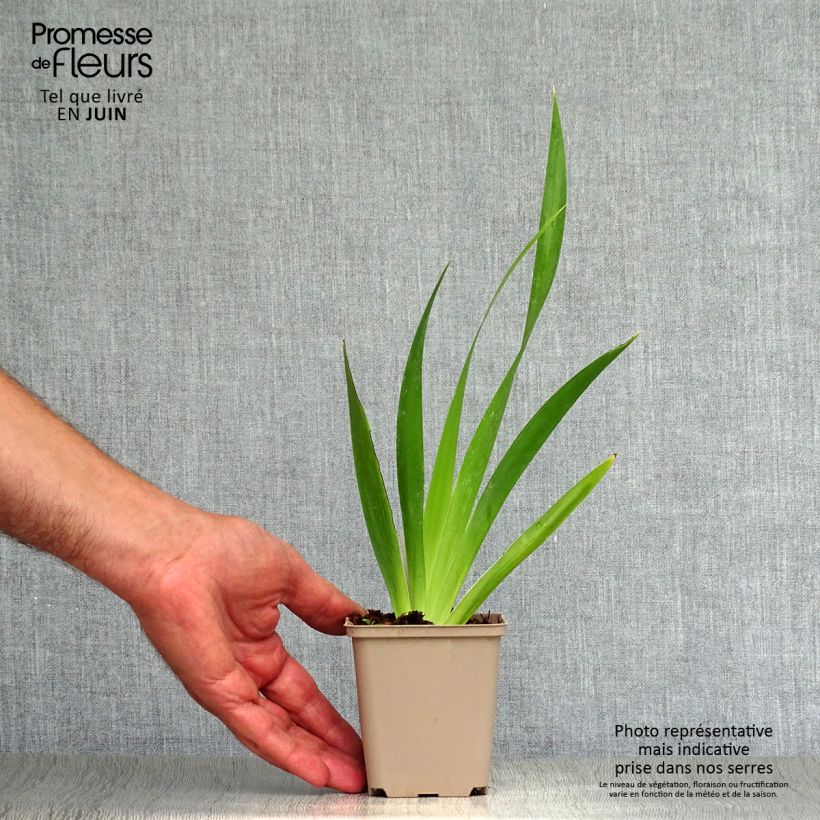 Esemplare di Iris foetidissima - Giaggiolo puzzolente Vasetto da 8/9 cm consegnato in estate