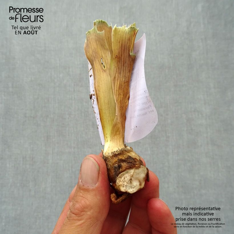 Esemplare di Iris germanica Accent Variegata - Giaggiolo paonazzo Vasetto da 8/9 cm consegnato in estate