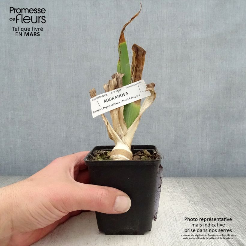 Iris germanica Adoranova - Giaggiolo paonazzo Vasetto da 8/9 cm esemplare consegnato in primavera