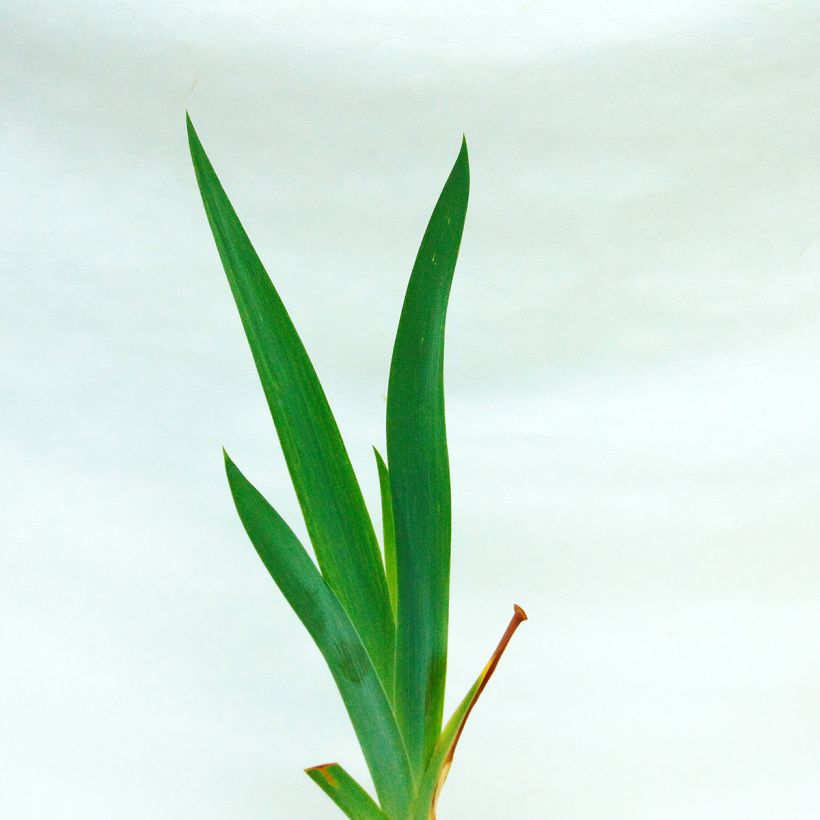 Iris germanica Amethyst Dancer - Giaggiolo paonazzo (Fogliame)