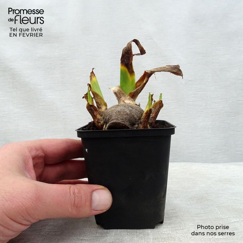 Iris germanica Amethyst Dancer - Giaggiolo paonazzo Vasetto da 8/9 cm esemplare consegnato in inverno
